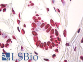 Anti-HnRNP U Antibody (clone 3G6) IHC-plus LS-B8035
