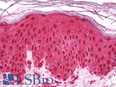 Anti-GAPDH Antibody (clone B903M) IHC-plus LS-B8036