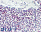Anti-ELF1 Antibody (aa142-191) IHC-plus LS-B8040