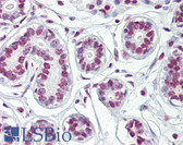Anti-HDAC2 Antibody (C-Terminus) IHC-plus LS-B8044