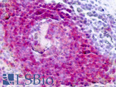 Anti-CD45RA Antibody (clone 4KB5) IHC-plus LS-B8052