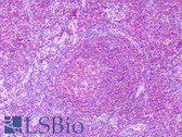 Anti-TLR6 Antibody (aa408-424, clone 86B1153.2, FITC) IHC-plus LS-B8053