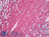 Anti-Myelin Basic Protein / MBP Antibody (clone 7D2) IHC-plus LS-B8056