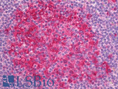 Anti-Alpha Tubulin Antibody (N-Terminus, clone TU-01, FITC) IHC-plus LS-B8058