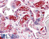Anti-NFE2L3 Antibody (aa351-400) IHC-plus LS-B8066