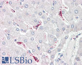 Anti-LBP Antibody (aa401-450) IHC-plus LS-B8082