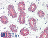 Anti-CYP2B6 Antibody (aa215-264) IHC-plus LS-B8085