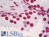 Anti-Histone H3 Antibody (Acetyl-Lys9) IHC-plus LS-B8086