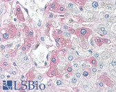 Anti-SAA4 Antibody (C-Terminus) IHC-plus LS-B8092