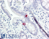 Anti-NTM / Neurotrimin Antibody (aa91-140) IHC-plus LS-B8097