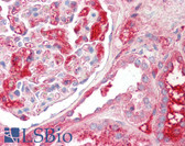 Anti-KNG1 / Kininogen / Bradykinin Antibody (aa251-300) IHC-plus LS-B8101