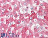 Anti-UGT1A4 Antibody (aa59-108) IHC-plus LS-B8104