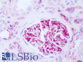 Anti-B2M / Beta 2 Microglobulin Antibody (clone B2M-01) IHC-plus LS-B8113