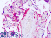 Mouse Anti-Human Lambda Light Chain Secondary Antibody LS-B8117