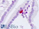 Anti-Secretin Antibody IHC-plus LS-B8118