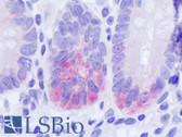 Anti-EMA / MUC1 Antibody (clone VU-5F12) IHC-plus LS-B8120