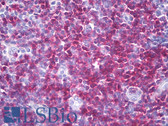 Anti-CD247 / CD3 Zeta Antibody (C-Terminus, clone EP286Y) IHC-plus LS-B8129