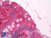 Anti-CCK / Cholecystokinin Antibody IHC-plus LS-B8136
