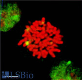 Anti-HSF1 Antibody (clone 10H8) IHC-plus LS-B8141
