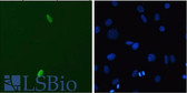 Anti-DUX4 Antibody (clone P2B1) IHC-plus LS-B8146