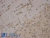 Anti-TRPC5 Antibody (clone S67-15) IHC-plus LS-B8149
