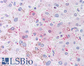 Anti-DIABLO / SMAC Antibody (aa1-55, clone 78-1-118) IHC-plus LS-B221