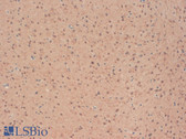 Anti-KCNB1 / Kv2.1 Antibody (clone S39-25) IHC-plus LS-B8152