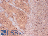 Anti-KCNAB1 Antibody (clone S47-42) IHC-plus LS-B8153