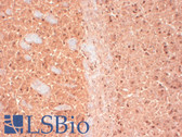 Anti-CASK Antibody (clone S56A-50) IHC-plus LS-B8155