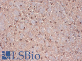 Anti-CNTN1 / gp135 / Contactin 1 Antibody (clone S73-20) IHC-plus LS-B8158