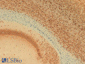 Anti-KCNB1 / Kv2.1 Antibody (clone S89-34) IHC-plus LS-B8159