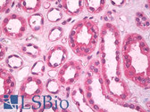 Anti-SCGF Antibody IHC-plus LS-B8171