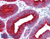 Anti-GRK2 Antibody (clone 5D5) IHC-plus LS-B225