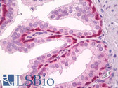 Anti-GPR171 Antibody (aa141-190) IHC-plus LS-B8182