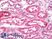 Anti-TLR4 Antibody (aa420-435) IHC-plus LS-B8183