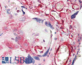 Anti-VSIG10 Antibody (aa107-156) IHC-plus LS-B8189