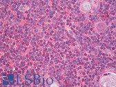 Anti-CCL19 / MIP3-Beta Antibody IHC-plus LS-B8194