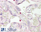 Anti-TLT2 / TREML2 Antibody (aa188-237) IHC-plus LS-B8196
