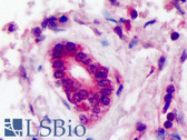 Anti-ARA9 / AIP Antibody (clone 35-2) IHC-plus LS-B227