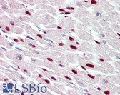 Anti-THAP5 Antibody (aa203-252) IHC-plus LS-B8217