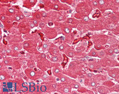 Anti-FTL / Ferritin Light Chain Antibody (C-Terminus) IHC-plus LS-B8218