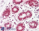 Anti-FAU Antibody (C-Terminus) IHC-plus LS-B8219