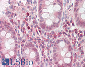 Anti-WARS Antibody (aa35-84) IHC-plus LS-B8234