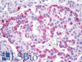 Anti-GCG / Glucagon Antibody (N-Terminus) IHC-plus LS-B8235