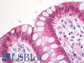 Anti-Proteoglycan 4 / Lubricin Antibody (C-Terminus) IHC-plus LS-B8236