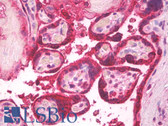 Anti-LHB / Luteinizing Hormone Antibody IHC-plus LS-B8242