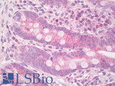 Anti-ISG15 Antibody (aa80-129) IHC-plus LS-B8246