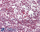 Anti-CREB1 / CREB Antibody IHC-plus LS-B8248