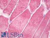 Anti-CNTFR Antibody (aa295-344) IHC-plus LS-B8254