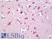 Anti-GH / HGH Antibody (C-Terminus) IHC-plus LS-B8263